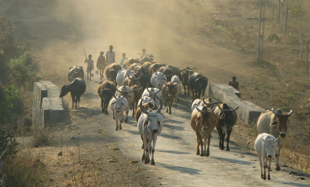 Cows and bulls blocking the road in India