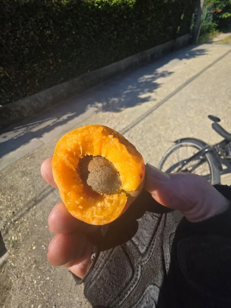 An apricot from the side of the road with a large bite taken out of it.
