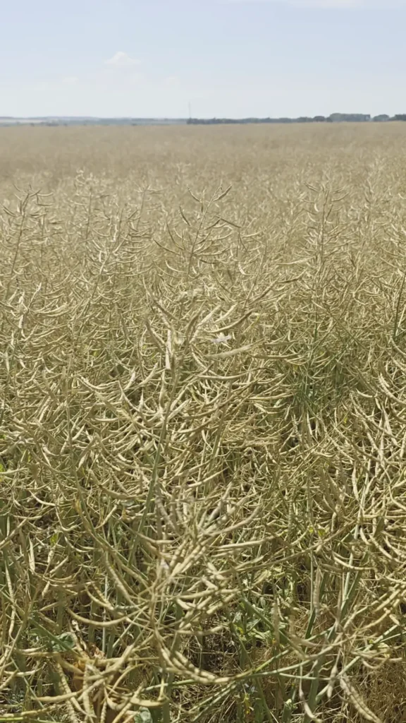 A vast field of crops