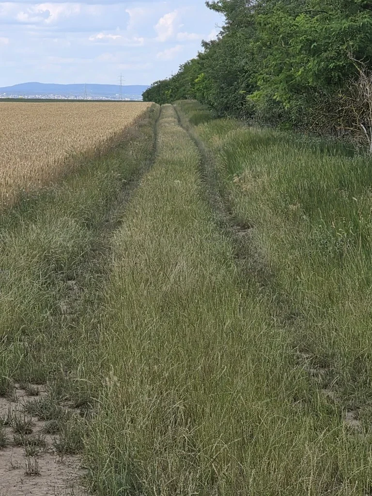 A grassy path