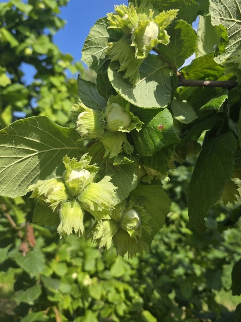 Hazelnuts growing from a tree.