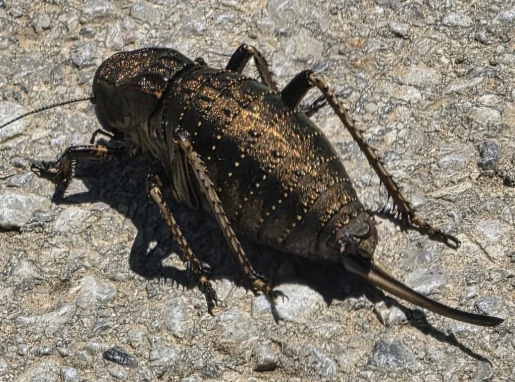 A very large unnamed insect