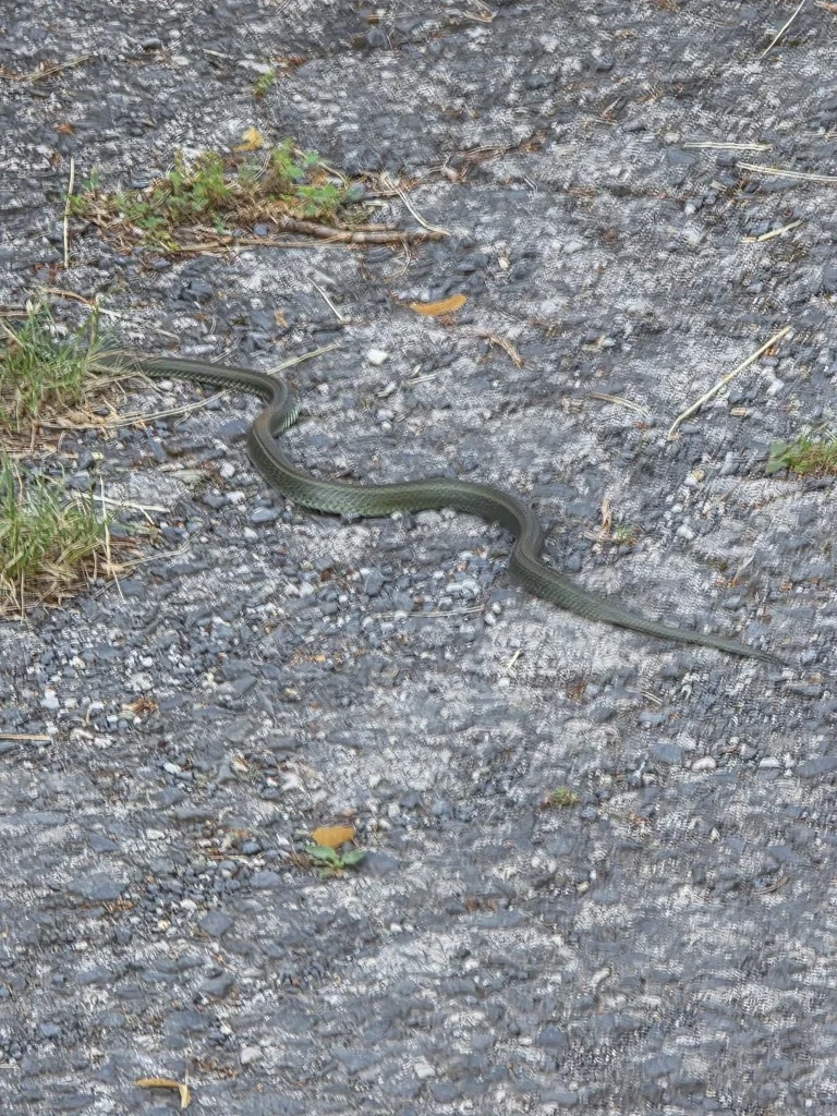 A snake on the road.