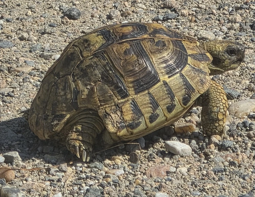 A tortoise on the gravel road