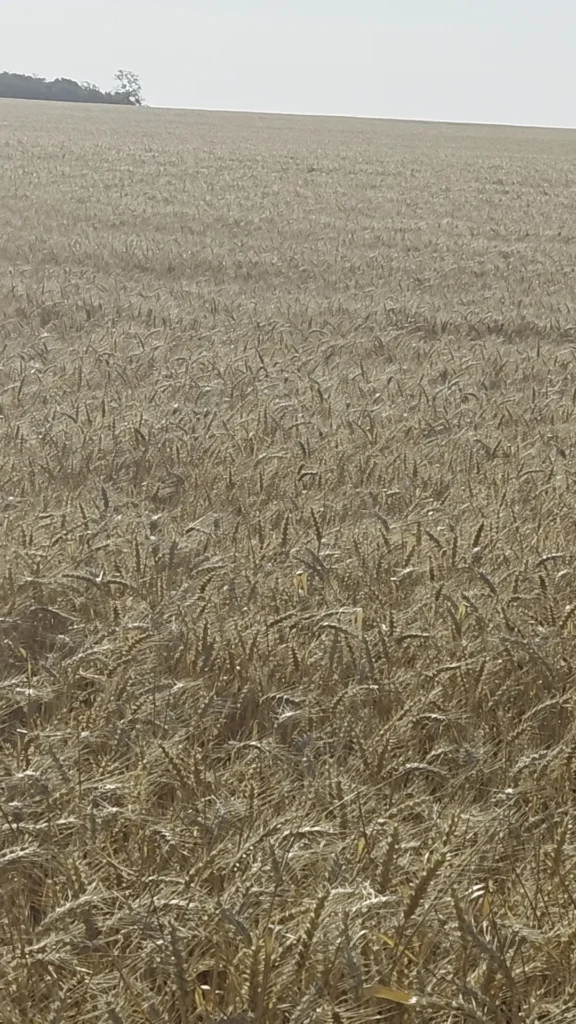 A vast field of wheat