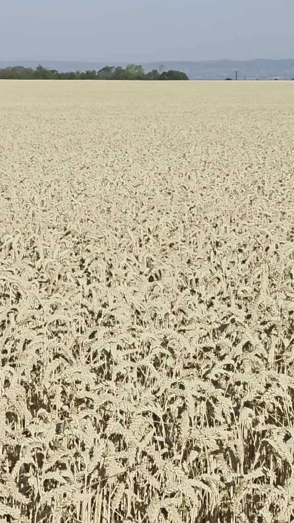A vast field of wheat